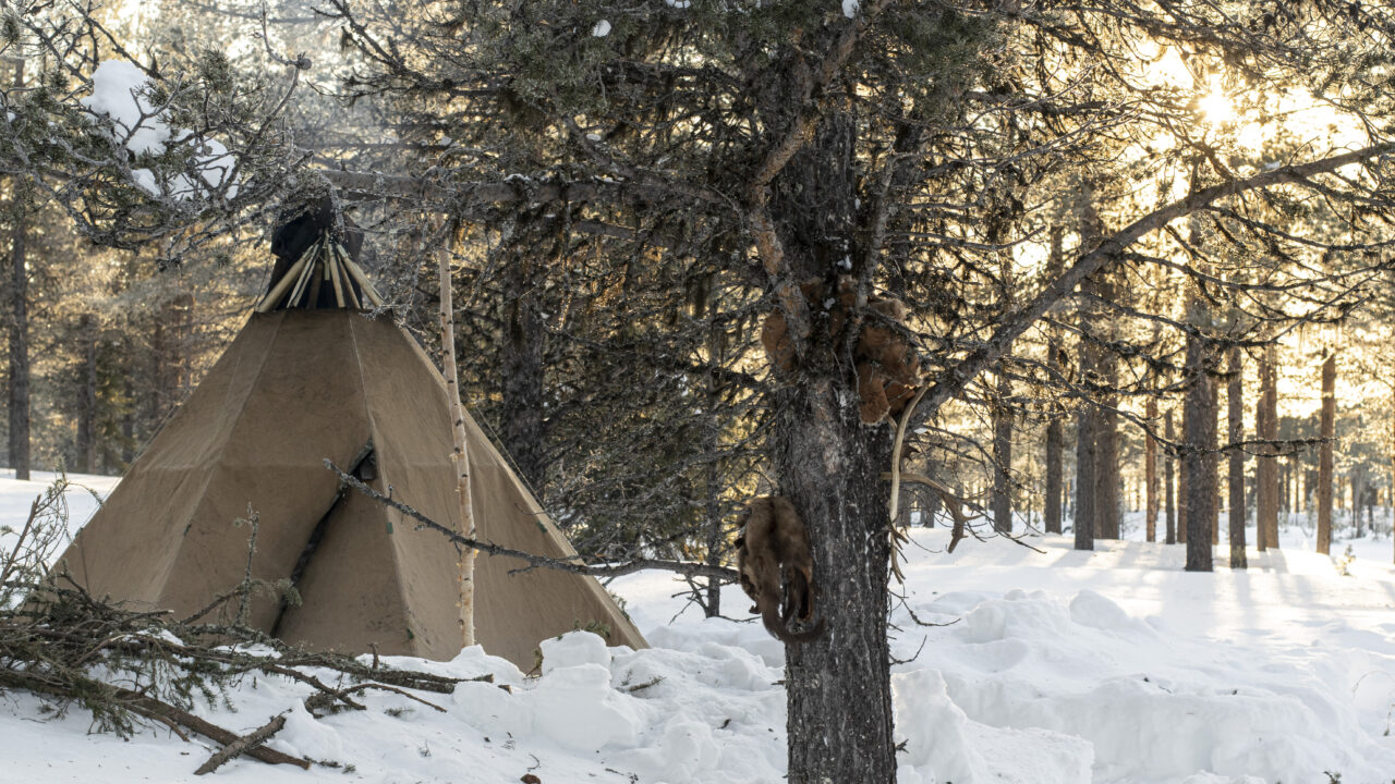 Tent hut in snow-covered forest landscape. In the foreground a pine tree with fur and horns hanging. The sun shines through the branches.