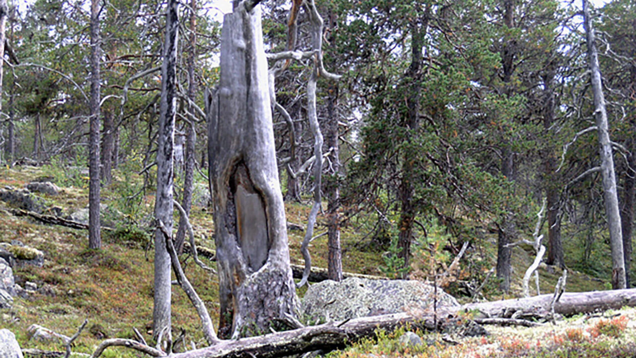 Barktäkt på grånat stubbe i skogen.
