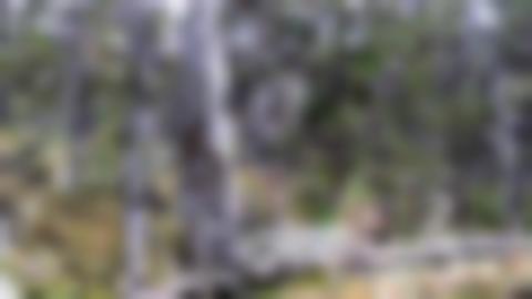 Barktäkt på grånat stubbe i skogen.