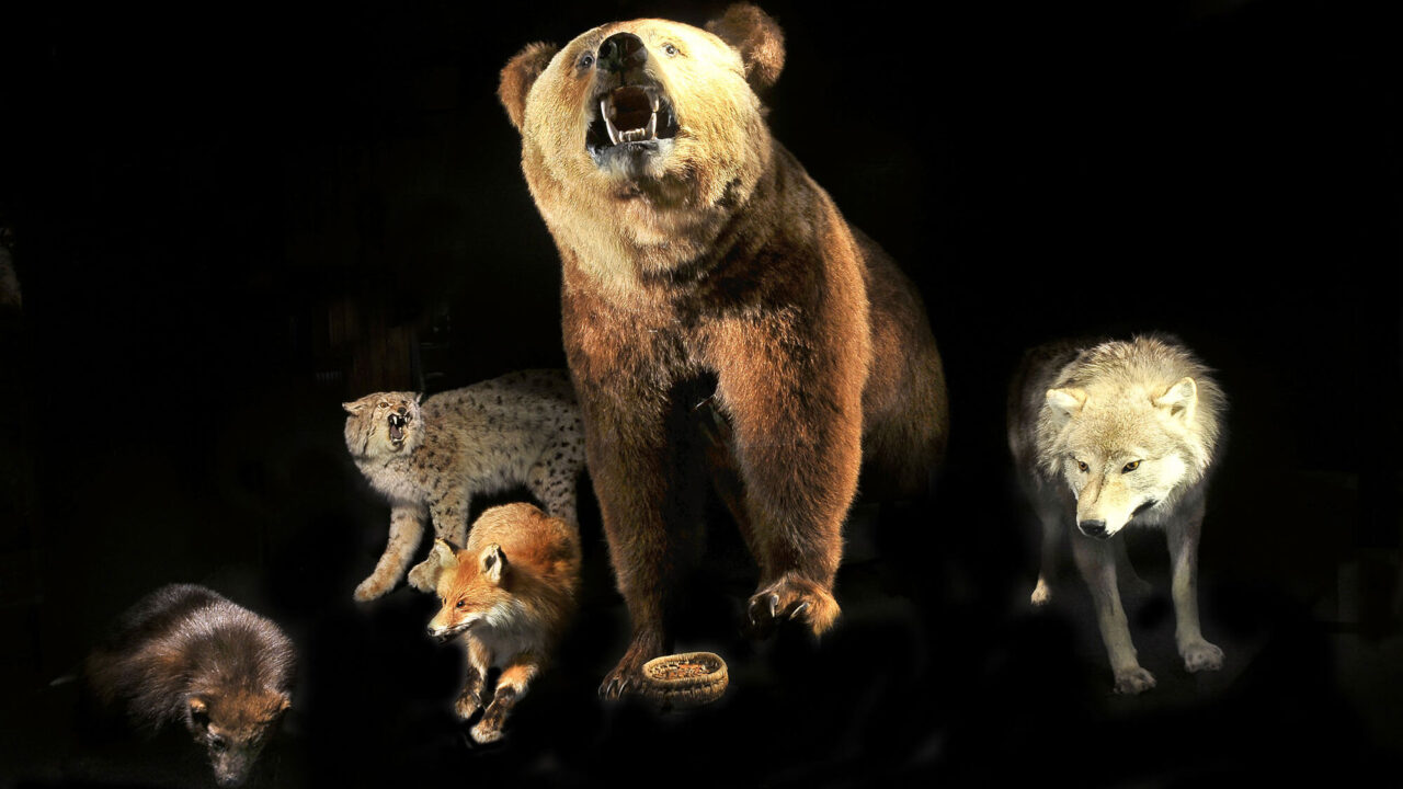 Uppstoppade rovdjur. Järv, lo, räv, björn, varg.