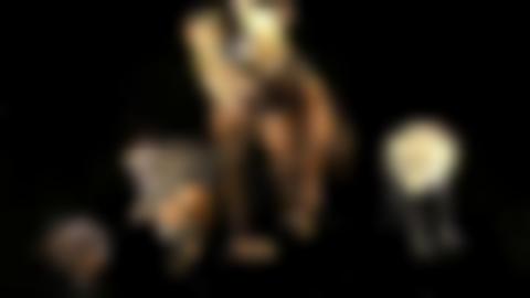 Uppstoppade rovdjur. Järv, lo, räv, björn, varg.