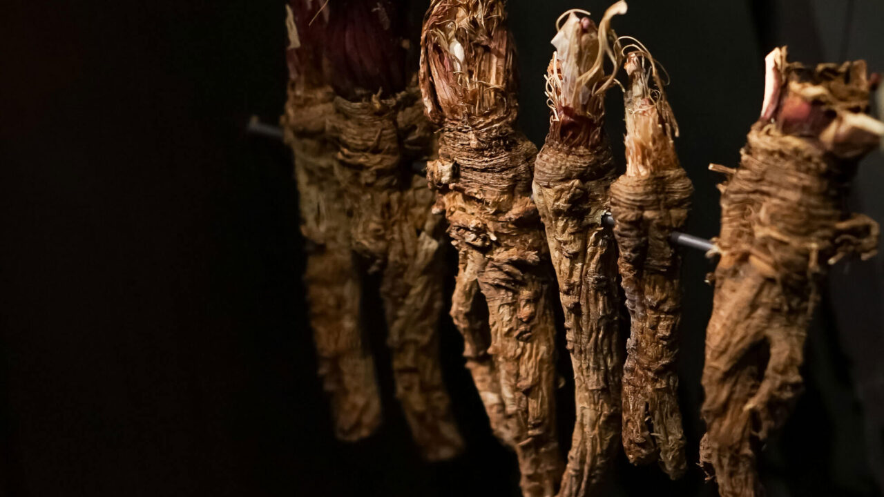 Skrynkliga brunaktiga rötter från kvanne hänger på rad.