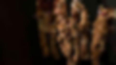 Skrynkliga brunaktiga rötter från kvanne hänger på rad.