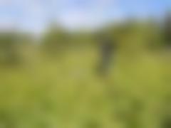 Green, meadow-like area with green birch forest in the background. In the middle, a little to the right, stands a man with an earth drill.