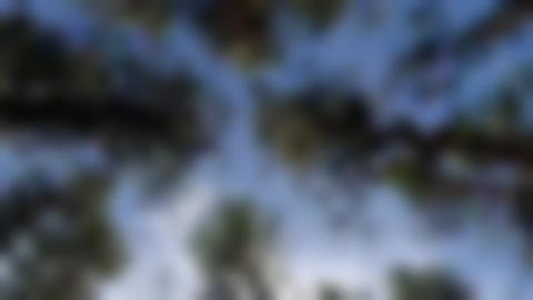 Tree crowns in frog's eye view against blue sky.