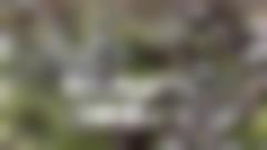 White-gray willow kisses against a green background. The image includes a welcome text.