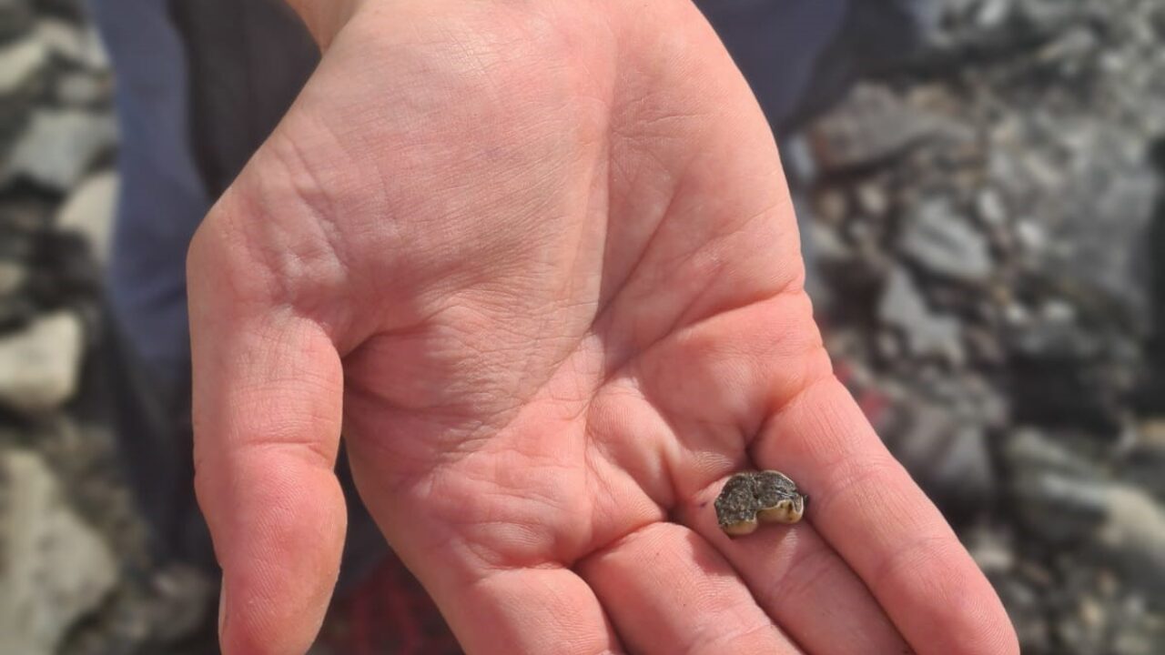 Öppen handflata där en liten benbit ligger.