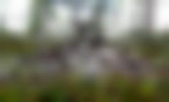 Outside, with pine trees in the background, is a fallen thunderstorm. It forms a pile of gray, decayed wood with bits of bark. The pile is almost triangular in shape, with some boards sticking up in the middle.