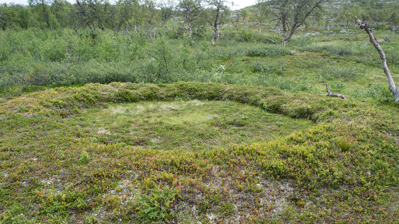 Stable plot consisting of a round raised embankment in green mountain birch forest. Inside the embankment grows grass, on the embankment blueberry rice, crowberry rice and other mountain vegetation,
