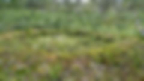 Stallotomt bestående av en rund upphöjd vall i grön fjällbjörkskog. Inuti vallen växer gräs, på vallen blåbärsris, kråkbärsris och annan fjällvegetation,