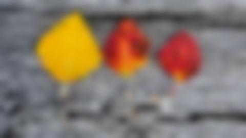 Three autumn leaves lie side by side on an old gray board. On the far left is a large yellow leaf, in the middle a medium-sized orange-yellow leaf and on the far right a red leaf.
