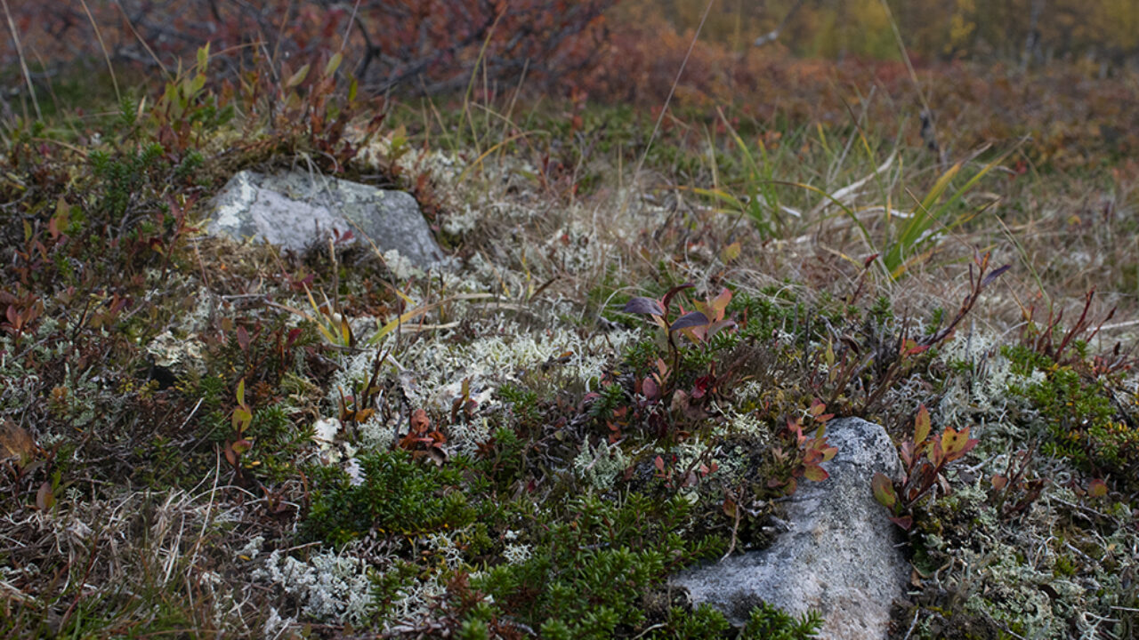 Två stenar som knappt syns under höstfärgad blåbärsris och lav. Stenarna är del av en härd som vuxit över.