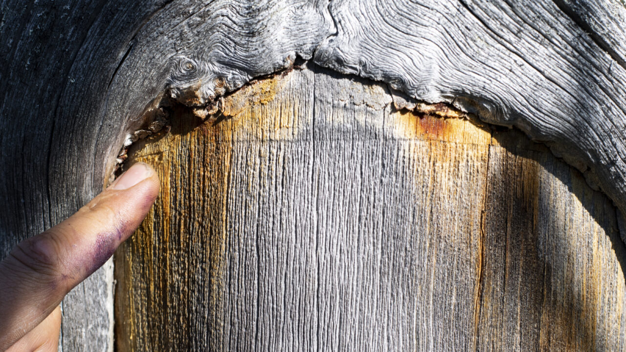 Finger pointing to a carved line on a dead gray pine. The line is at the upper edge of a bark fence, which has been walled in by outer bark.