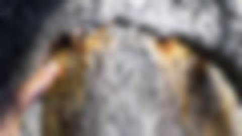 Finger som pekar på ett ristat streck på en död grå tall. Strecket är i övre kanten av en barktäkt som vallats in av ytterbark.