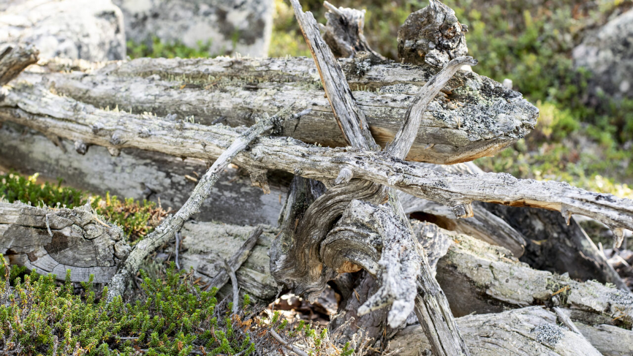 Gray logs overgrown with lichen lying at an angle, one on top of the other in crowberry brushwood between stones.