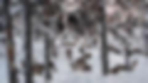 Tallskog i vinterskrud. Mellan tallarna syns betande renar.