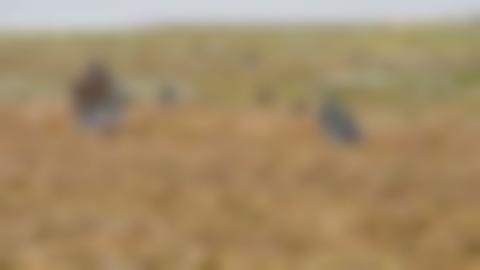 Autumn-colored mountain heath that slopes gently down towards a lake. In a line towards the lake are several pairs of flat stones, which are parts of a marked trade route.