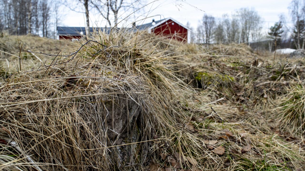 Tuvigt landskap med röd byggnad i bakgrunden. I fokus en knappt synlig sten under brungrönt fjolårsgräs.