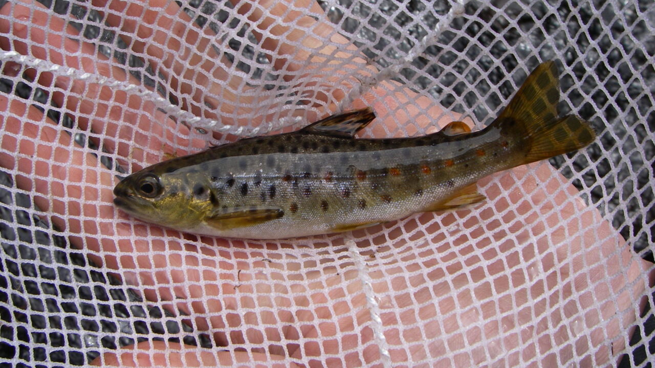 Liten öring i ett nät ligger i en hand