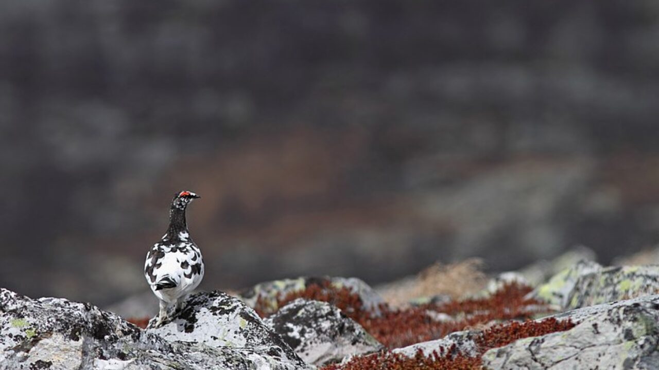 En ripa som skiftar mellan vinter och sommardräkt sitter i stenig miljö