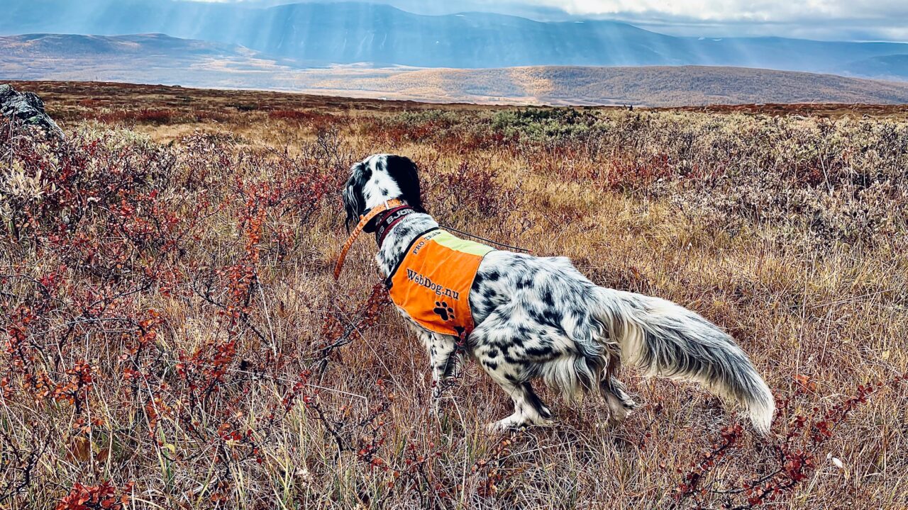 Svart och vit fågelhund med orange väst i höstterräng
