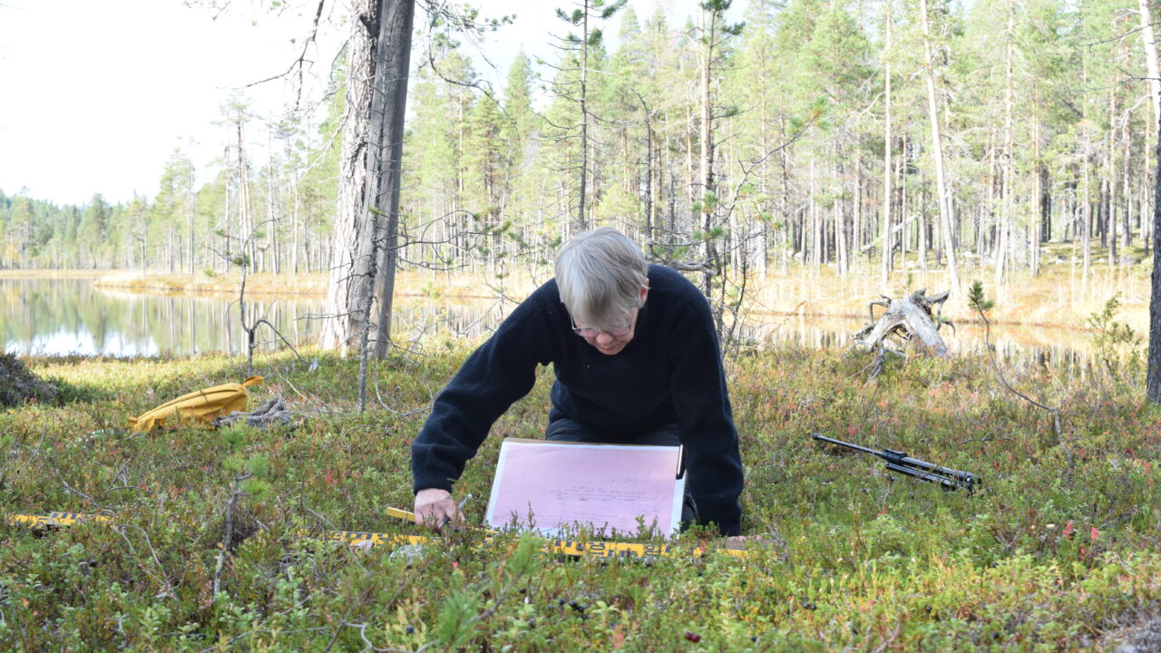 Person med mörka kläder sitter på knä på backen i en skog. Mäter något och har rutpapper framför sig.