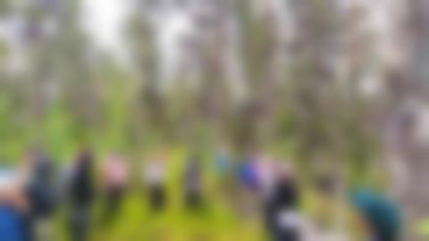 En grupp människor i tallskog