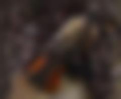 Lavskrika som sitter på en tallstam. Fotat snett underifrån, så vi ser stjärten, ryggen och bakhuvudet.